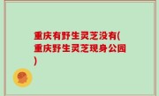 重庆有野生灵芝没有(重庆野生灵芝现身公园)