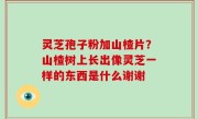 灵芝孢子粉加山楂片？山楂树上长出像灵芝一样的东西是什么谢谢