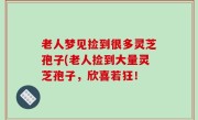 老人梦见捡到很多灵芝孢子(老人捡到大量灵芝孢子，欣喜若狂！