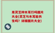 用灵芝种木耳行吗图片大全(灵芝与木耳能共生吗？详细图片大全)