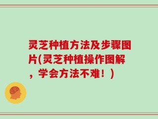 灵芝种植方法及步骤图片(灵芝种植操作图解，学会方法不难！)
