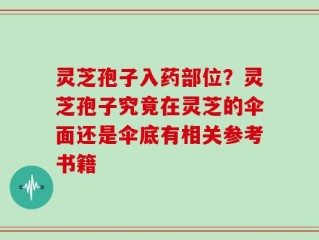 灵芝孢子入药部位？灵芝孢子究竟在灵芝的伞面还是伞底有相关参考书籍