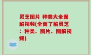 灵芝图片 种类大全图解视频(全面了解灵芝：种类、图片、图解视频)