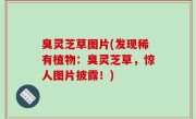 臭灵芝草图片(发现稀有植物：臭灵芝草，惊人图片披露！)