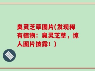 臭灵芝草图片(发现稀有植物：臭灵芝草，惊人图片披露！)