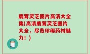 鹿茸灵芝图片高清大全集(高清鹿茸灵芝图片大全，尽览珍稀药材魅力！)