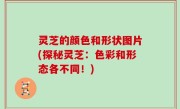灵芝的颜色和形状图片(探秘灵芝：色彩和形态各不同！)