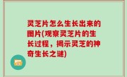 灵芝片怎么生长出来的图片(观察灵芝片的生长过程，揭示灵芝的神奇生长之谜)