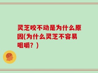 灵芝咬不动是为什么原因(为什么灵芝不容易咀嚼？)