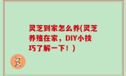 灵芝到家怎么养(灵芝养殖在家，DIY小技巧了解一下！)