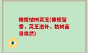 橄榄枯树灵芝(橄榄留香，灵芝滋补，枯树面目焕然)
