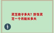 灵芝孢子多大？野生灵芝一个月能长多大