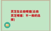 灵芝在云南喂猪(云南灵芝喂猪：不一般的选择)