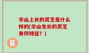 华山上长的灵芝是什么样的(华山生长的灵芝有何特征？)
