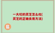 一大坨的灵芝怎么吃(灵芝的正确食用方法)