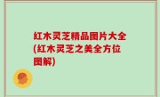 红木灵芝精品图片大全(红木灵芝之美全方位图解)