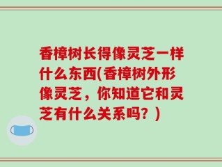 香樟树长得像灵芝一样什么东西(香樟树外形像灵芝，你知道它和灵芝有什么关系吗？)