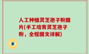 人工种植灵芝孢子粉图片(手工培育灵芝孢子粉，全程图文详解)