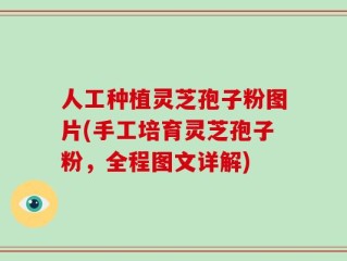 人工种植灵芝孢子粉图片(手工培育灵芝孢子粉，全程图文详解)