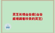灵芝长埋山谷底(山谷底埋藏着珍贵的灵芝)