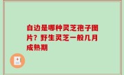 白边是哪种灵芝孢子图片？野生灵芝一般几月成熟期