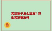 灵芝孢子怎么清洗？野生灵芝要洗吗