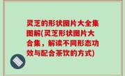 灵芝的形状图片大全集图解(灵芝形状图片大合集，解读不同形态功效与配合茶饮的方式)
