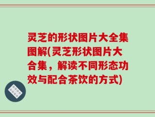 灵芝的形状图片大全集图解(灵芝形状图片大合集，解读不同形态功效与配合茶饮的方式)