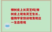 柳树皮上长灵芝吗(柳树皮上现有灵芝生长，植物学家惊讶地发现这一生态奇观