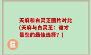 天麻和白灵芝图片对比(天麻与白灵芝：谁才是您的最佳选择？)
