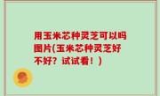 用玉米芯种灵芝可以吗图片(玉米芯种灵芝好不好？试试看！)