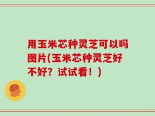 用玉米芯种灵芝可以吗图片(玉米芯种灵芝好不好？试试看！)