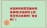 长在树杆的灵芝能吃吗有毒吗(长在树杆上的灵芝可以食用吗？安全吗？)