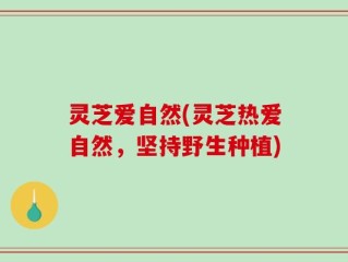 灵芝爱自然(灵芝热爱自然，坚持野生种植)
