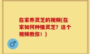 在家养灵芝的视频(在家如何种植灵芝？这个视频教你！)