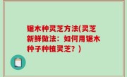 锯木种灵芝方法(灵芝新鲜做法：如何用锯木种子种植灵芝？)