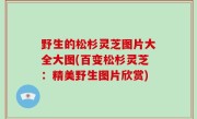 野生的松杉灵芝图片大全大图(百变松杉灵芝：精美野生图片欣赏)
