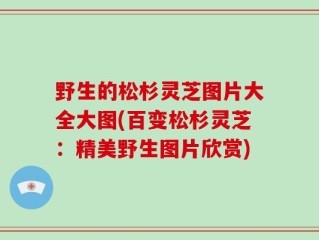 野生的松杉灵芝图片大全大图(百变松杉灵芝：精美野生图片欣赏)