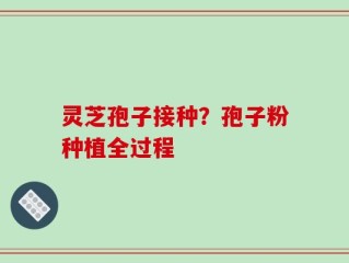 灵芝孢子接种？孢子粉种植全过程