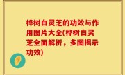 桦树白灵芝的功效与作用图片大全(桦树白灵芝全面解析，多图揭示功效)