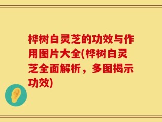 桦树白灵芝的功效与作用图片大全(桦树白灵芝全面解析，多图揭示功效)