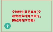 宁波野生灵芝真多(宁波发现多种野生灵芝，探秘其奇妙功能)