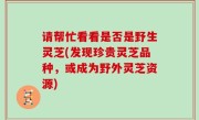 请帮忙看看是否是野生灵芝(发现珍贵灵芝品种，或成为野外灵芝资源)