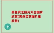 黑色灵芝照片大全图片欣赏(黑色灵芝图片集欣赏)