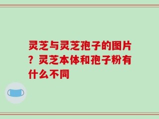灵芝与灵芝孢子的图片？灵芝本体和孢子粉有什么不同