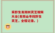 采野生青岗树灵芝视频大全(青岗山寻找野生灵芝，全程记录。)