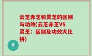 云芝赤芝和灵芝的区别与功效(云芝赤芝VS灵芝：区别及功效大比拼)