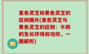 紫色灵芝和黑色灵芝的区别图片(紫色灵芝与黑色灵芝的区别：不同的生长环境和功效，一图解析)