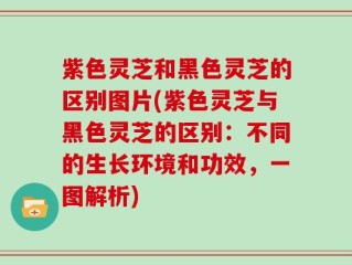 紫色灵芝和黑色灵芝的区别图片(紫色灵芝与黑色灵芝的区别：不同的生长环境和功效，一图解析)