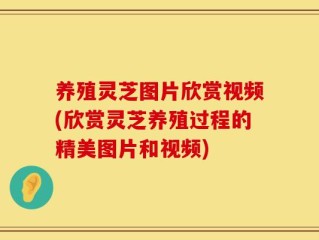 养殖灵芝图片欣赏视频(欣赏灵芝养殖过程的精美图片和视频)